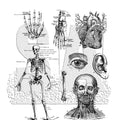 Deluxe Vintage Gothic Skull Clear Stamps for Journaling & DIY Crafts