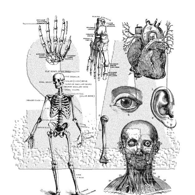 Deluxe Vintage Gothic Skull Clear Stamps for Journaling & DIY Crafts