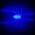 Deluxe Glow-in-the-Dark Realistic Spider Fridge Magnet Prop